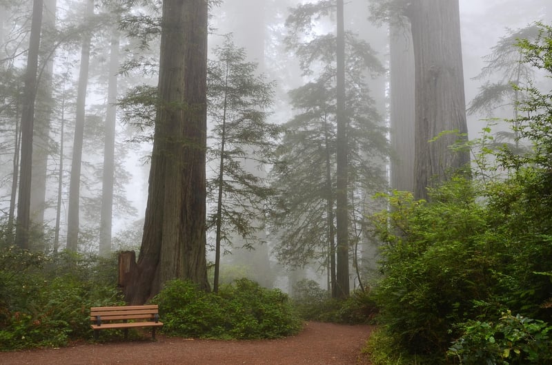 Redwood Forest, California, USA
